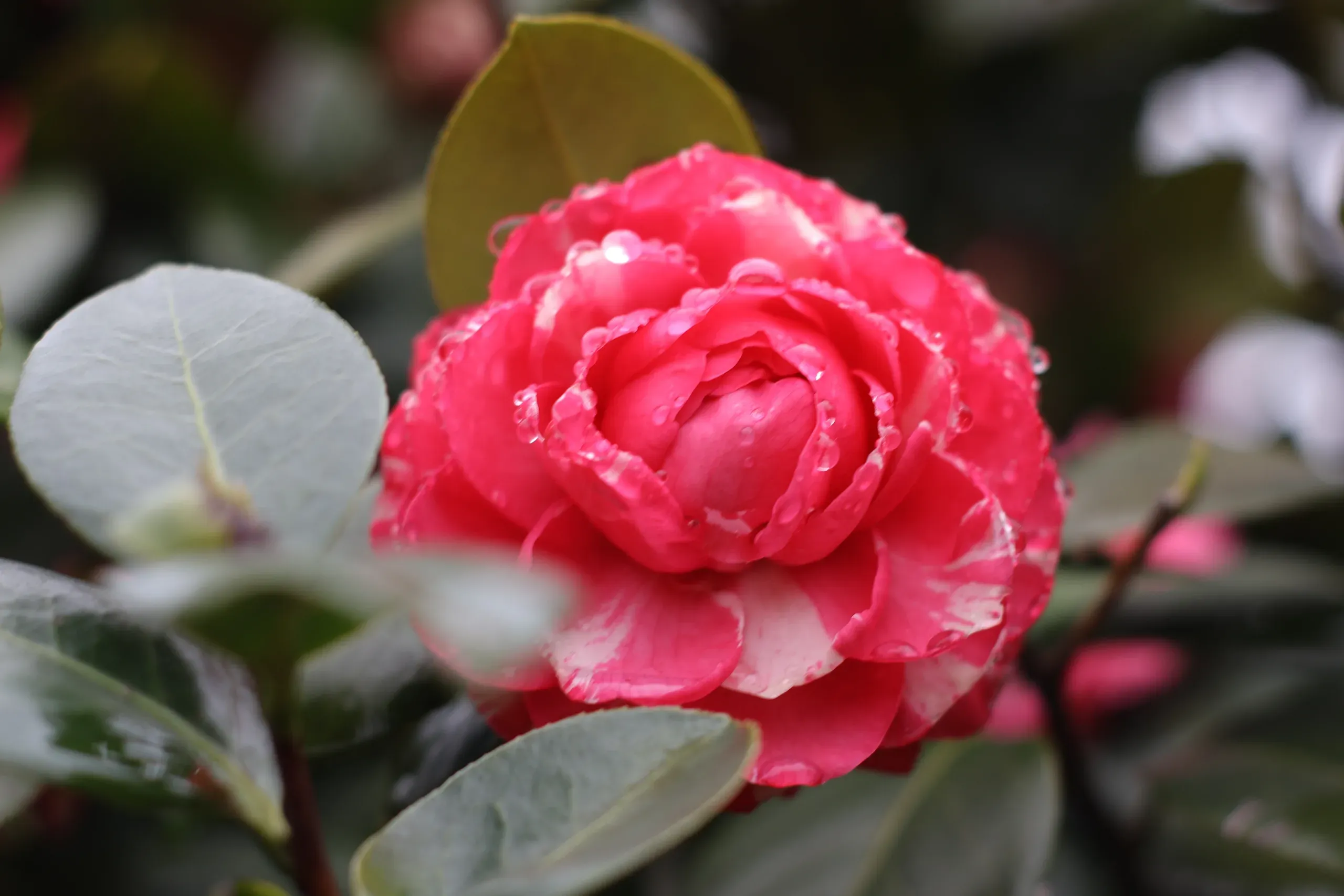 山茶花下