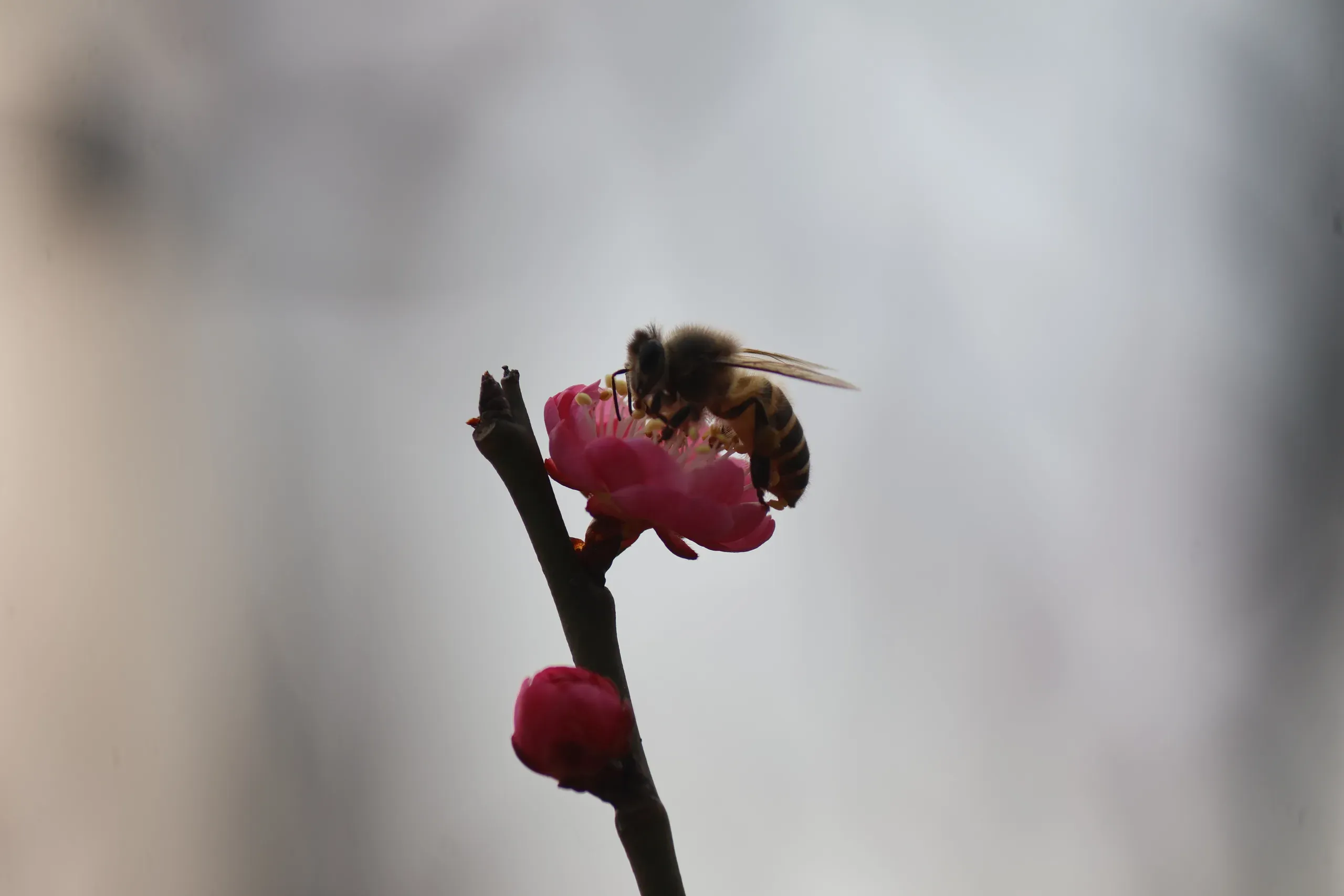 IMG_6838