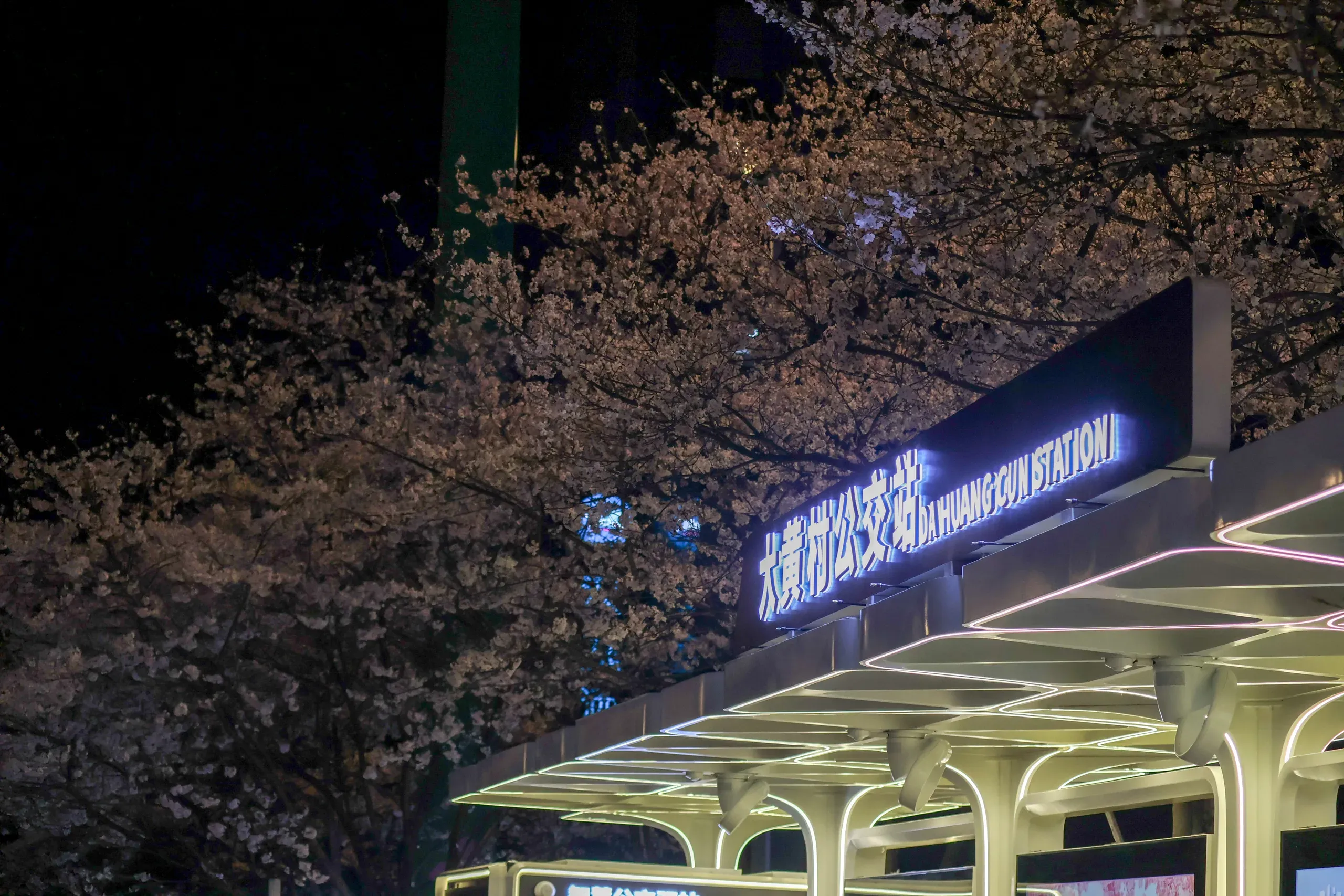 夜樱